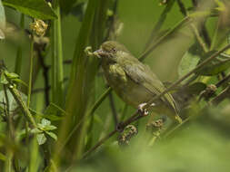 صورة Hylophilus olivaceus Tschudi 1844