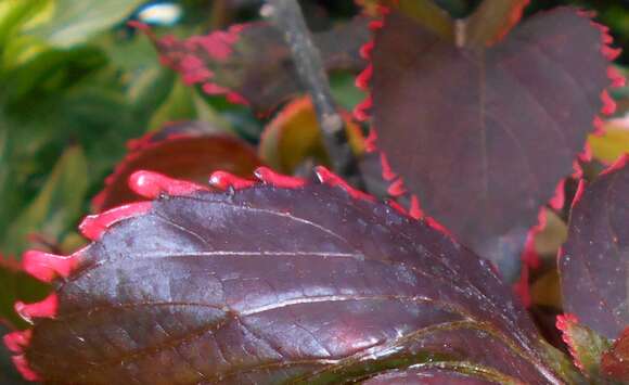 Image de Acalypha wilkesiana Müll. Arg.