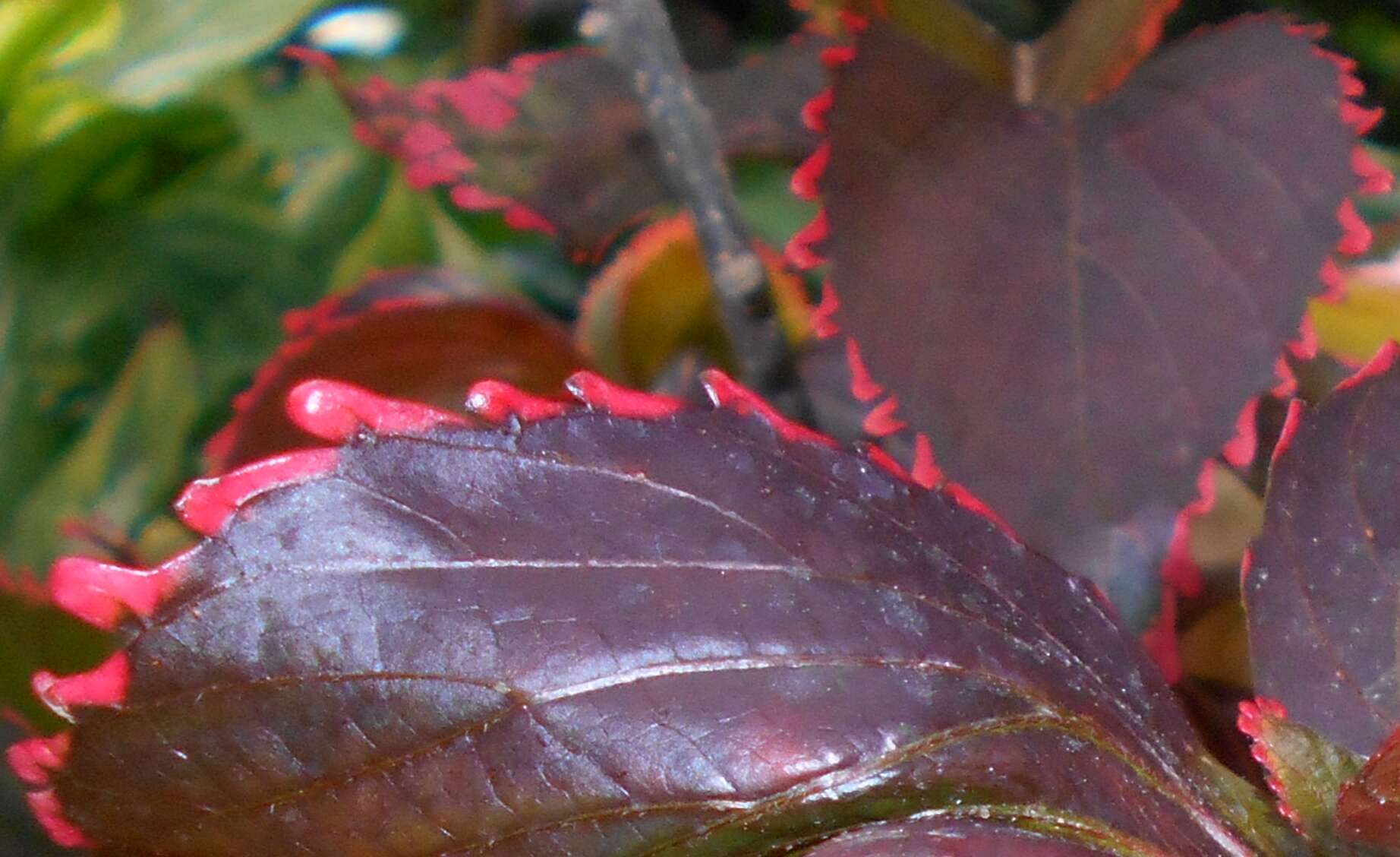 Image de Acalypha wilkesiana Müll. Arg.