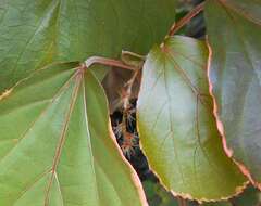 Image de Acalypha wilkesiana Müll. Arg.