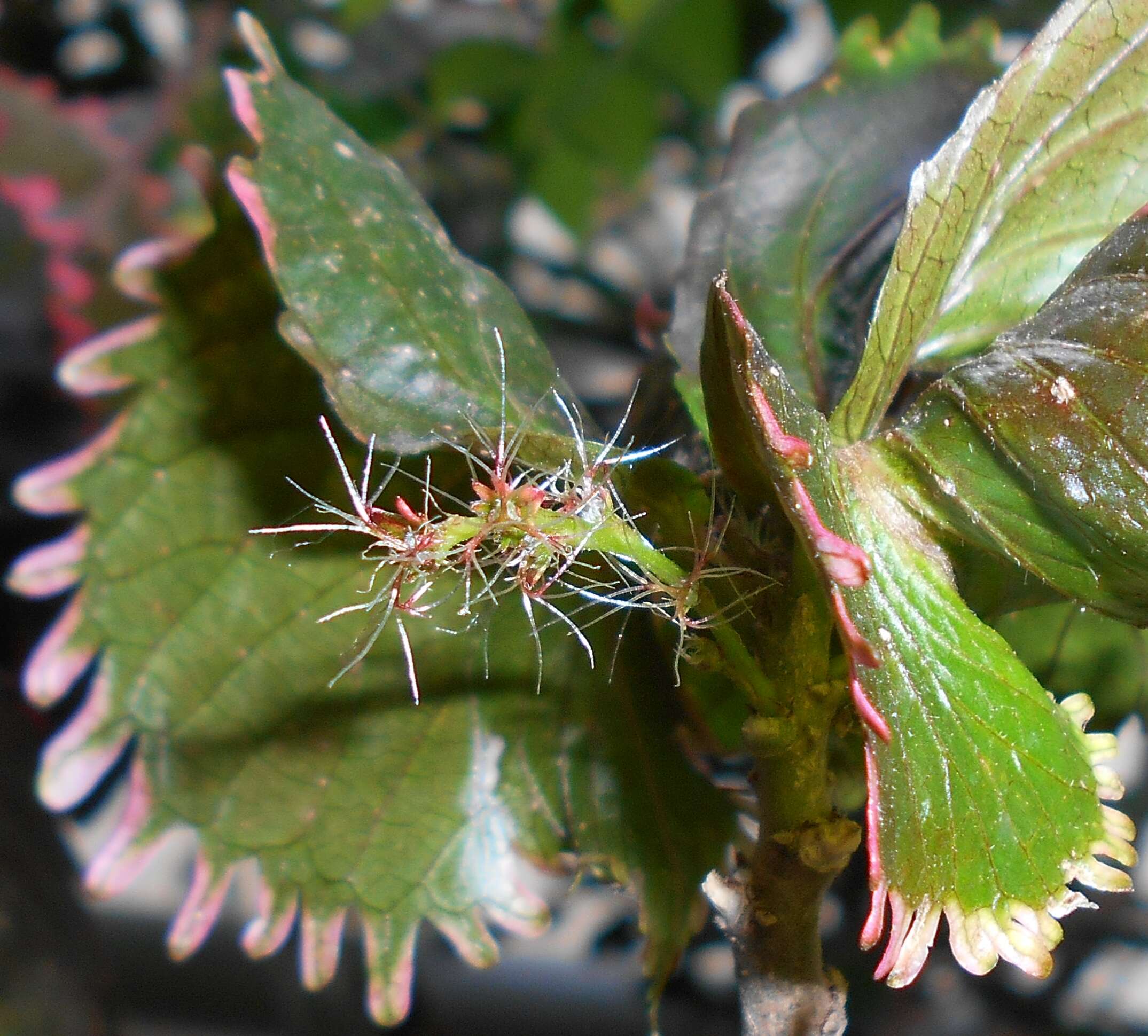 Image de Acalypha wilkesiana Müll. Arg.