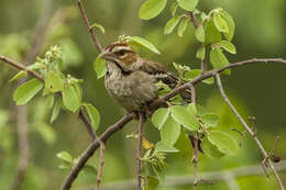 Image of Chestnut-crowned Sparrow-Weaver