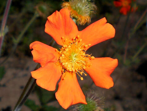 Image of Geum coccineum Sibth. & Sm.