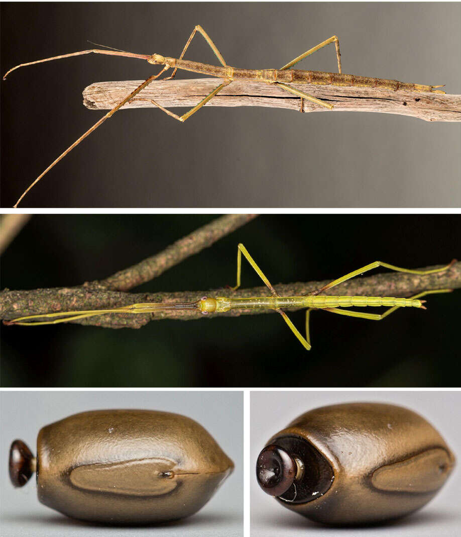 Image of Phryganistria tamdaoensis Bresseel & Constant 2014