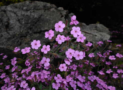 Image of rock soapwort