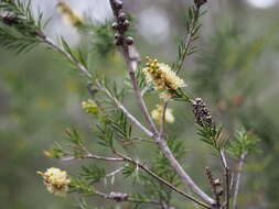 Image of Melaleuca nodosa (Gaertn.) Sm.