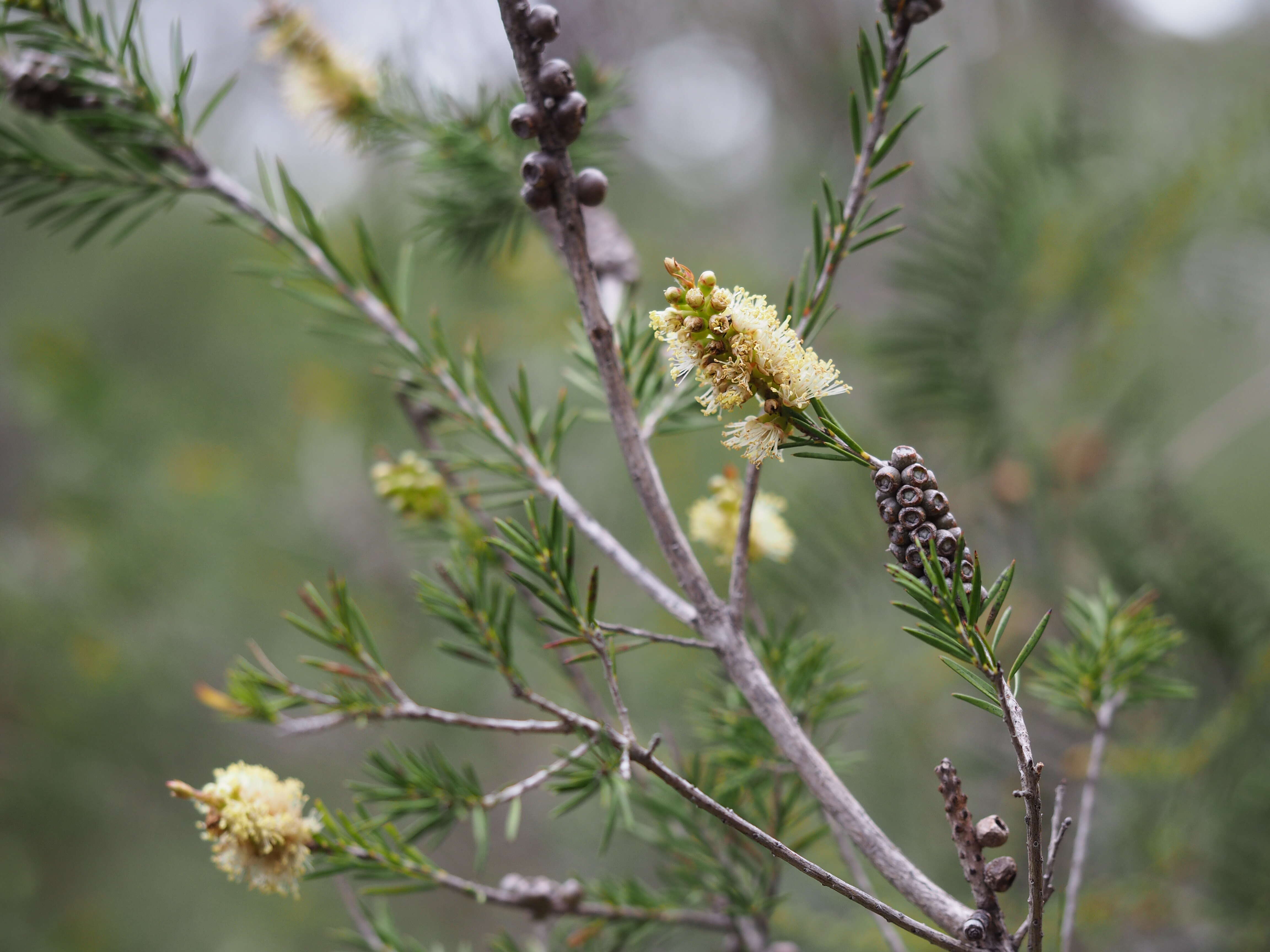 Sivun Melaleuca nodosa (Gaertn.) Sm. kuva