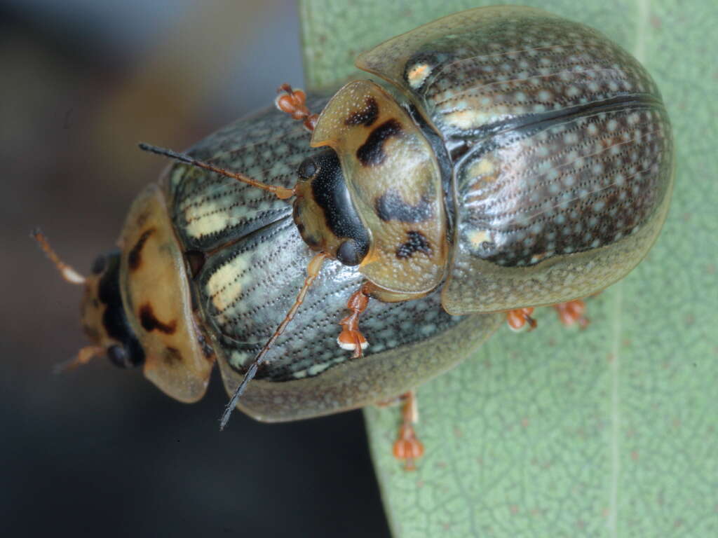 Image of Paropsisterna agricola