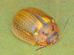 Image of Paropsisterna agricola