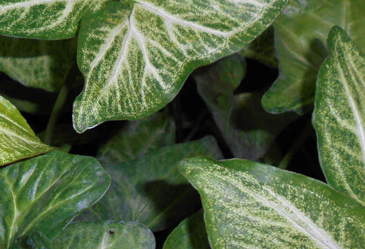 Imagem de Syngonium podophyllum Schott