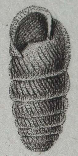 Image of Cylindrus obtusus (Draparnaud 1805)
