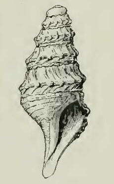 Image of Cryptogemma phymatias (R. B. Watson 1886)