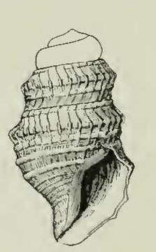 Image de Cryptogemma eldorana (Dall 1908)