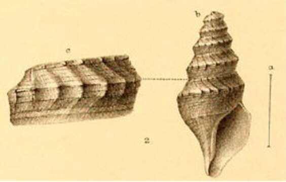 Image of Cryptogemma phymatias (R. B. Watson 1886)