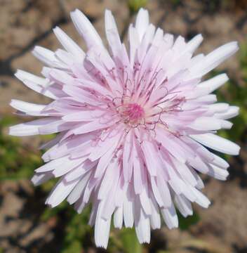 Image of red hawksbeard