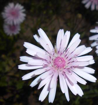 صورة Crepis rubra L.