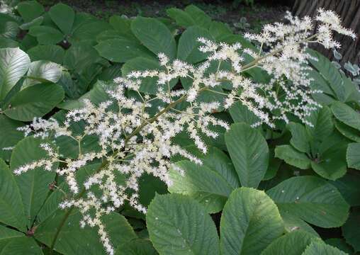 Image of Rodgersia aesculifolia Batalin