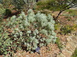 Eremophila pterocarpa Fitzg. resmi