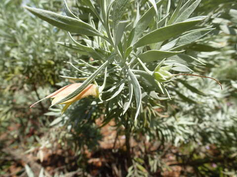 Eremophila pterocarpa Fitzg. resmi