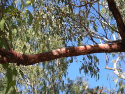 Image of Corymbia erythrophloia (Blakely) K. D. Hill & L. A. S. Johnson