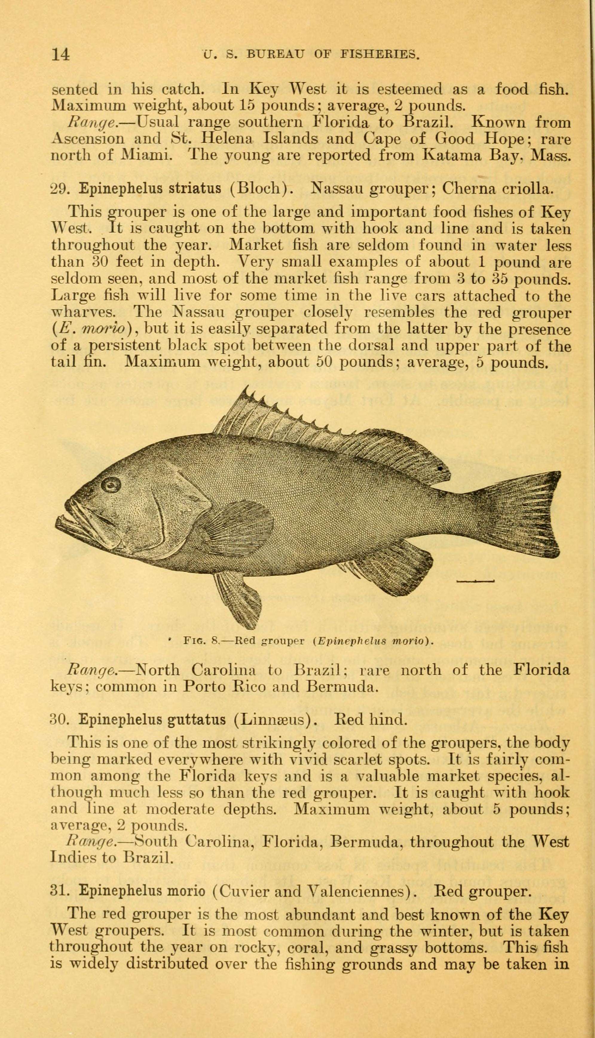 Image of Red Grouper