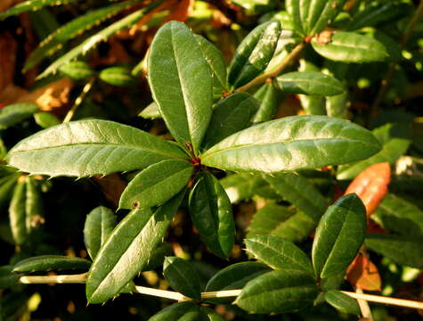 Image of Berberis gagnepainii C. K. Schneid.