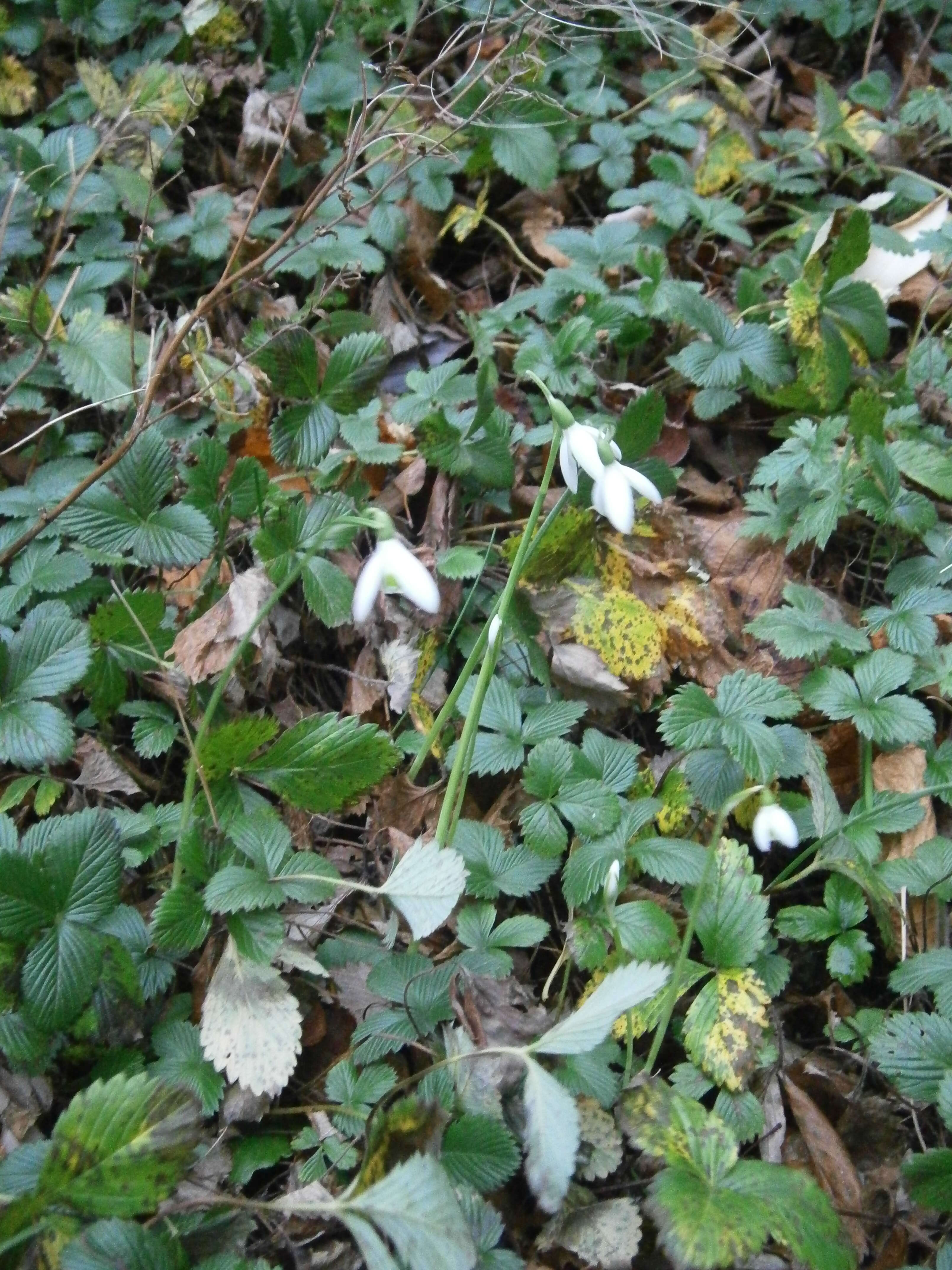 Image of Queen Olga's Snowdrop