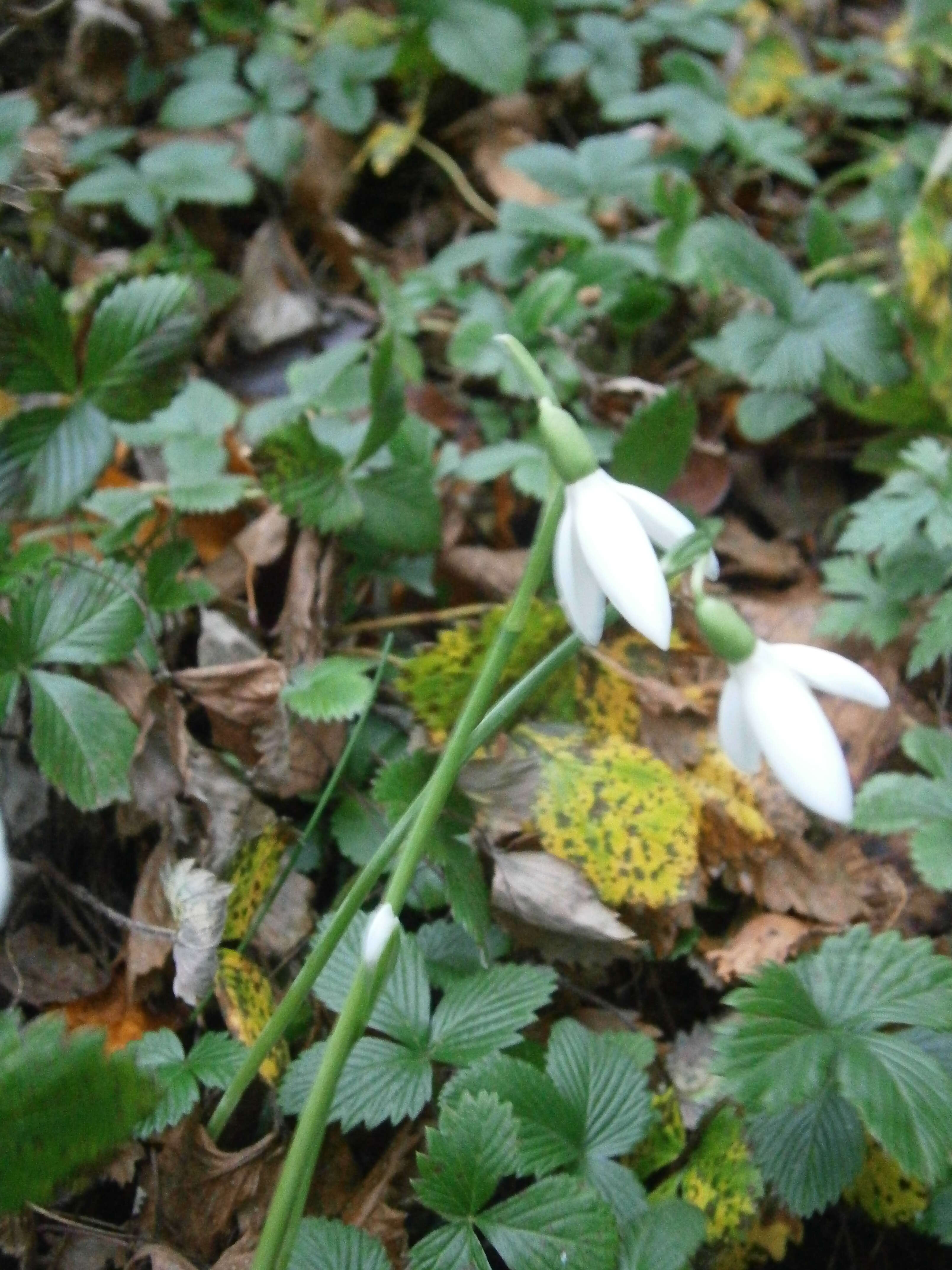 Image of Queen Olga's Snowdrop