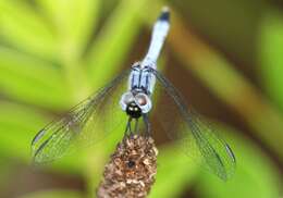 Image of Little Blue Dragonlet