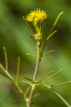 Image of western tansymustard