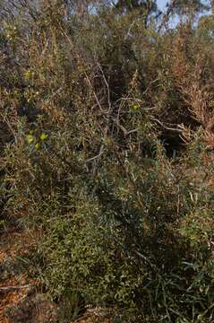 Image de Banksia acanthopoda (A. S. George) A. R. Mast & K. R. Thiele