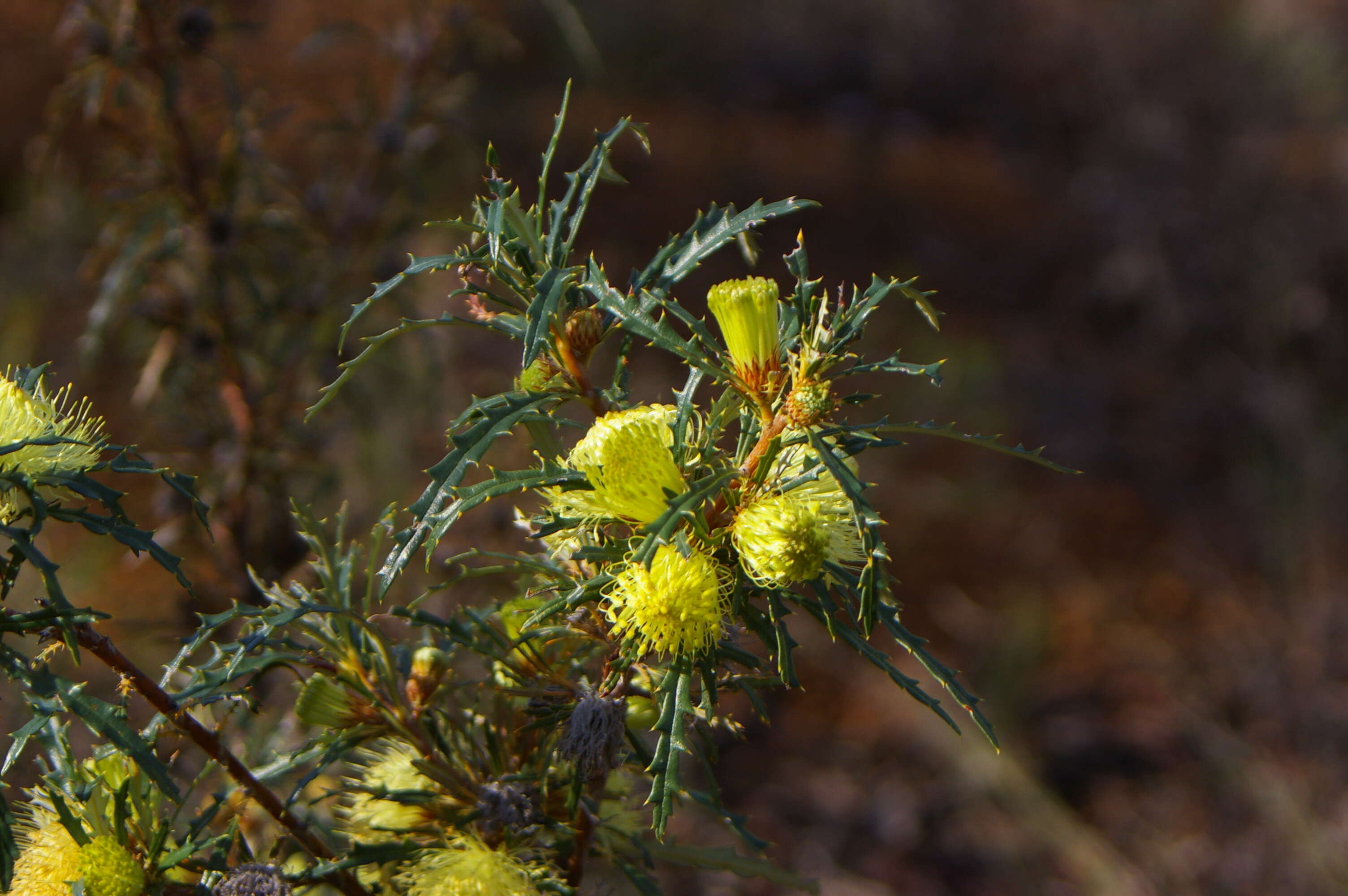 Image of Banksia acanthopoda (A. S. George) A. R. Mast & K. R. Thiele