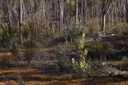 Image of Banksia acanthopoda (A. S. George) A. R. Mast & K. R. Thiele