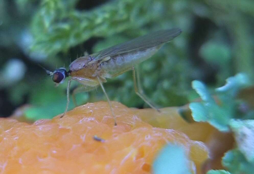 Image of Phyllodromia melanocephala (Fabricius 1794)