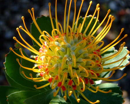 Image of Leucospermum praecox Rourke