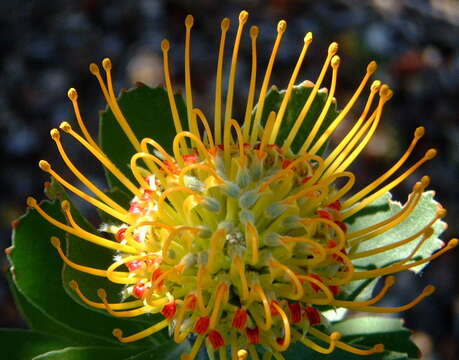 Image of Leucospermum praecox Rourke