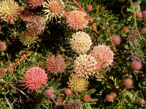 Image of Trident pincushion