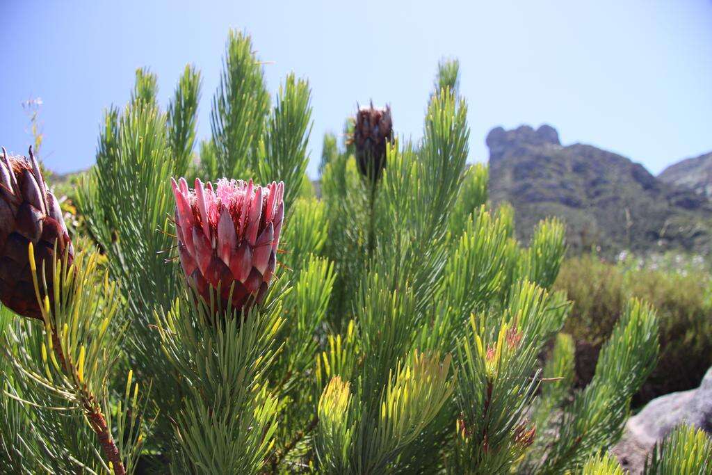 Image of Protea aristata Phillips