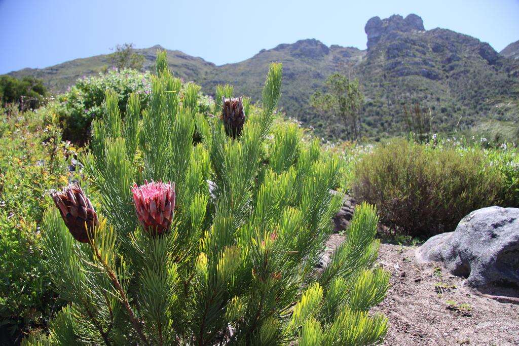 Image of Protea aristata Phillips