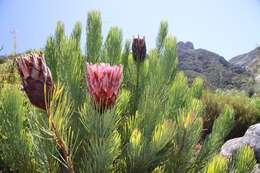 Image of Protea aristata Phillips