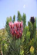 Image of Protea aristata Phillips