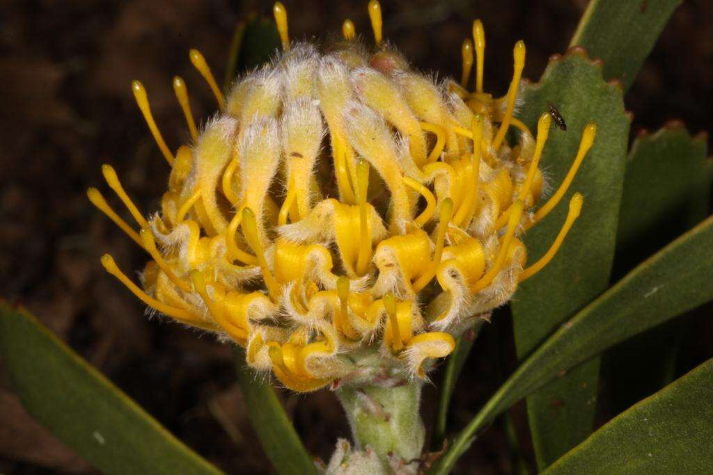 Image of Albertinia pincushion