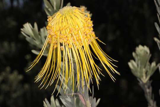 Image of Rocket pincushion