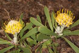 Image of Albertinia pincushion