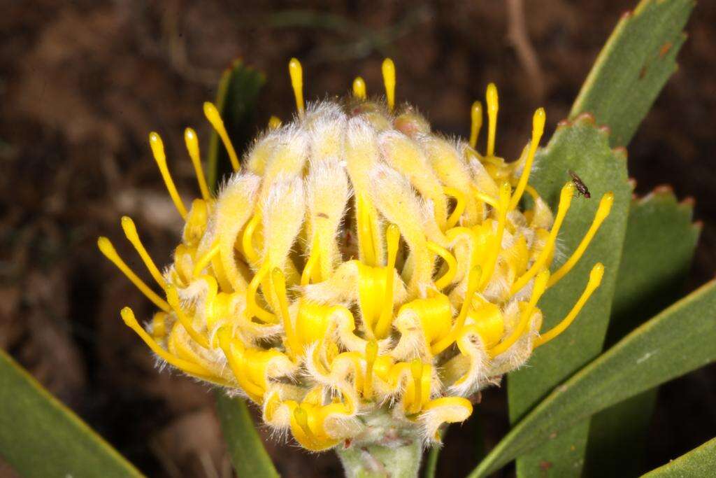 Image of Albertinia pincushion