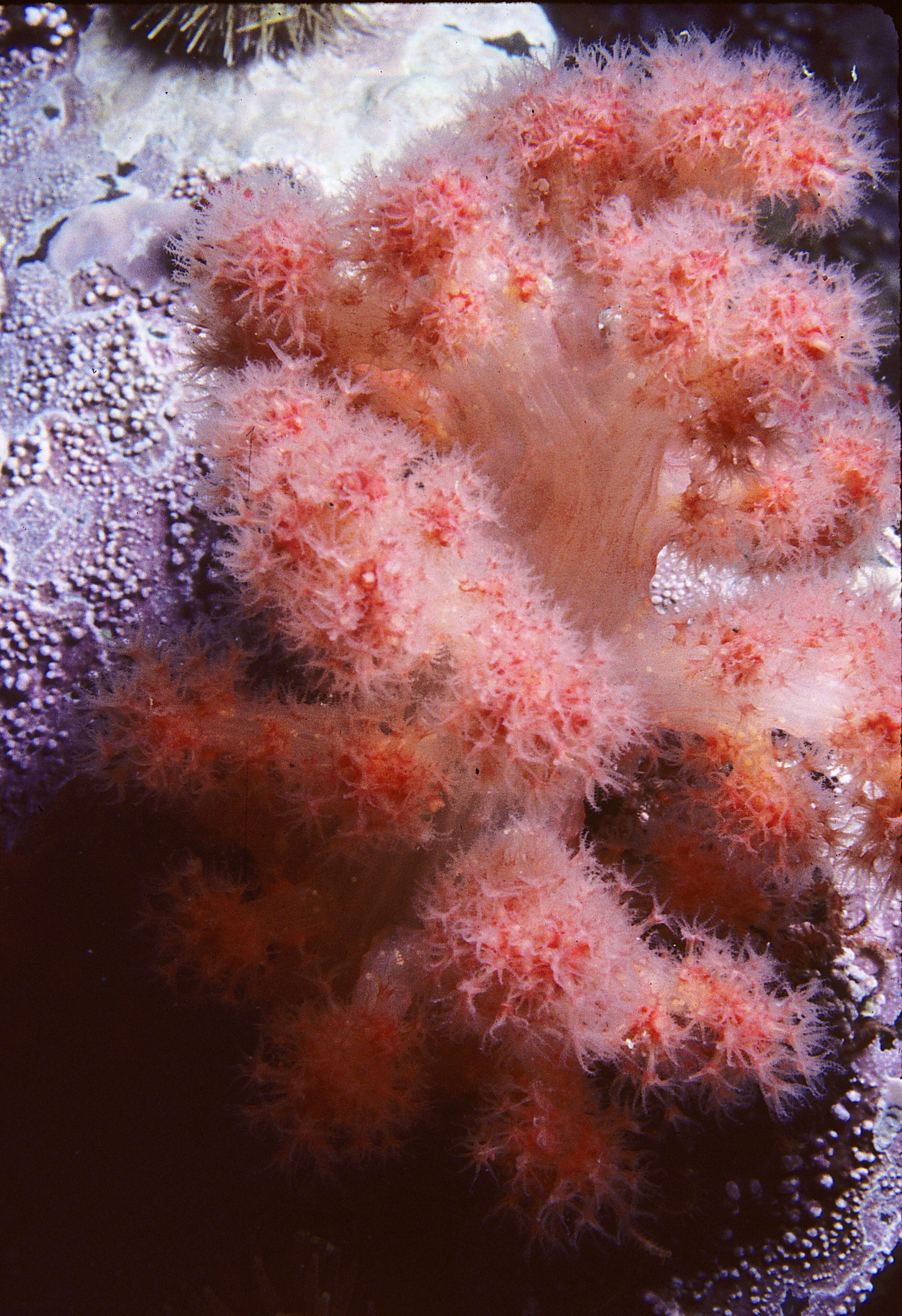 Image of Sea Strawberry