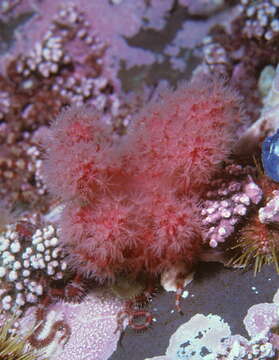 Image of Sea Strawberry