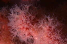 Image of Sea Strawberry