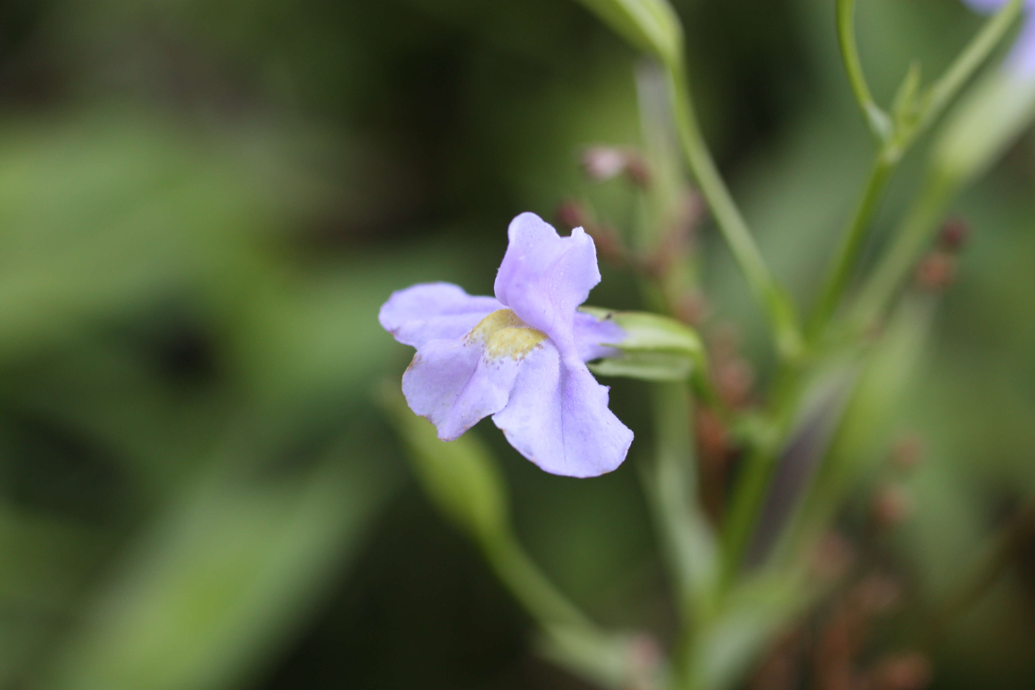 Image of Allegheny monkeyflower