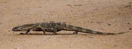 Image of White-throated monitor